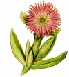 Mesembryanthemum (Blaschka)