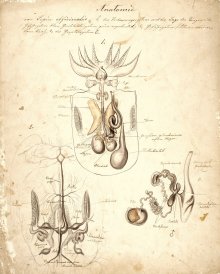 Anatomie von Sepia officinalis, Leopold and Rudolf Blaschka, n.d., 1 art original: pencil, ink, watercolor on paper ; 41 x 33 cm. CMGL 95750.