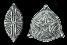  Engravings of microscopic diatoms (detail) by Ernst Haeckel. Kunstformen der Natur (1904), plate 84: Diatomeae.
