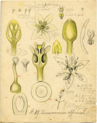 Cinnamomum “officinale” (currently C. verum J. Presl), Cinnamon, Lauraceae, Model 447 (1894), L. and R. Blaschka, Drawing no. 19, Colored pencil on paper, 21 cm x 26.7 cm.