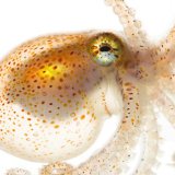 Behind the Glass Lecture | Spineless: Portraits of Marine Invertebrates